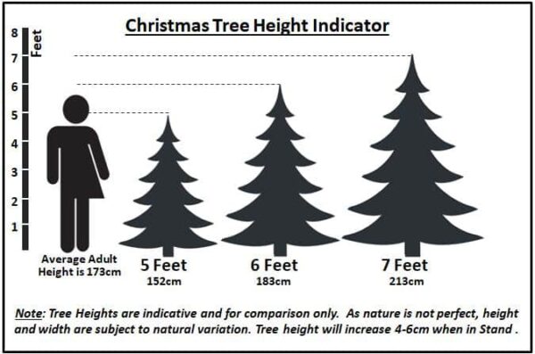 Christmas tree height comparision