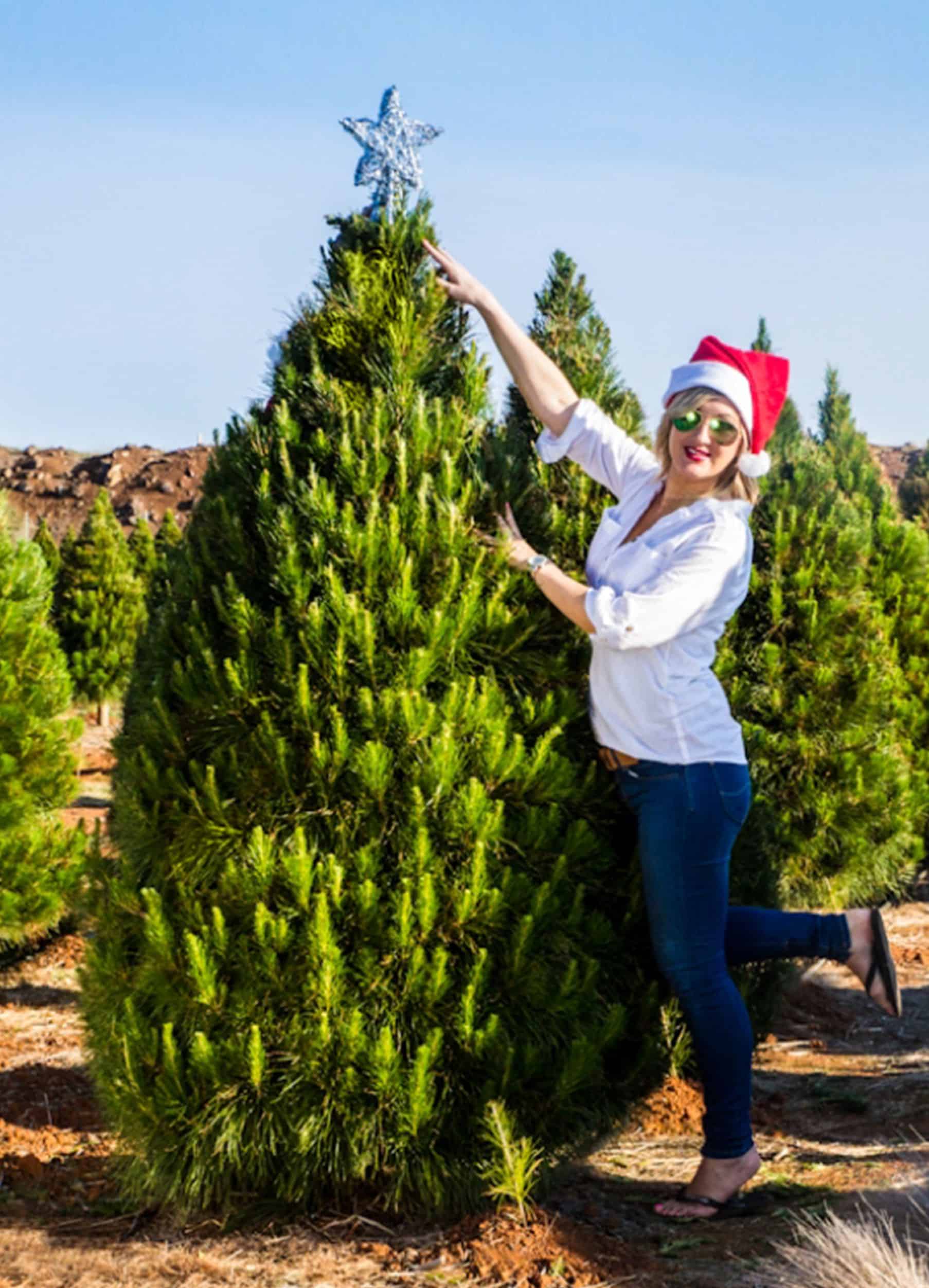 Real Christmas Tree 6 foot (1.8M) | Real Christmas Trees Melbourne