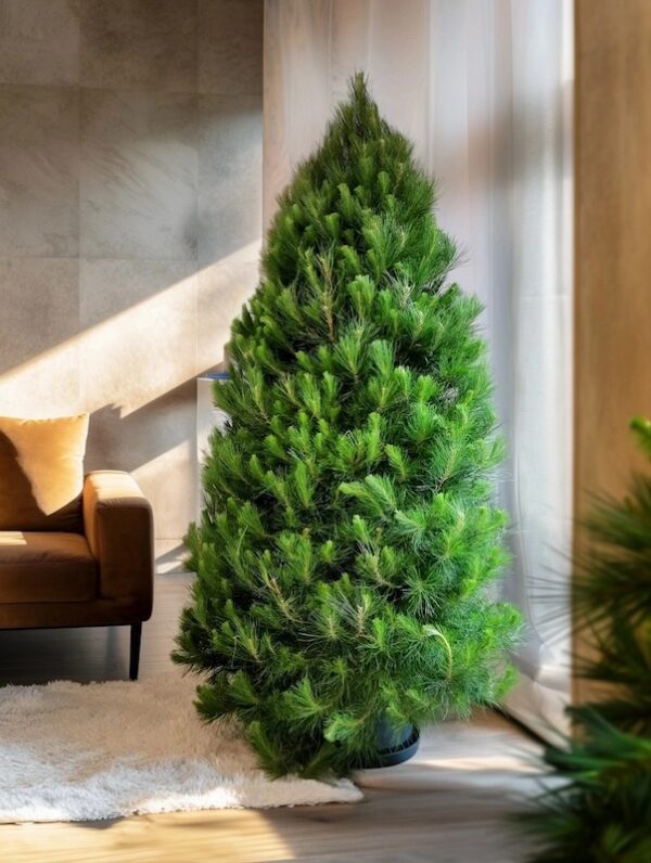 Real Christmas Tree Melbourne 8 foot delivery