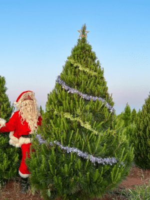 Deluxe Real Christmas Tree 8 foot (2.4M)