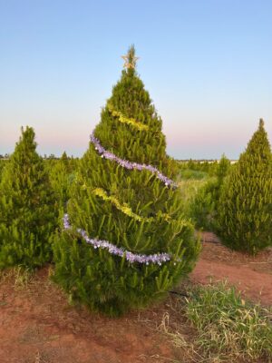 Deluxe Real Christmas Tree 7 foot (2.1M)