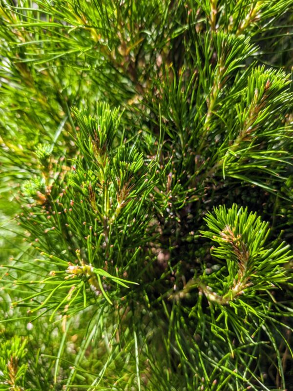 Potted Real Christmas Tree in Melbourne