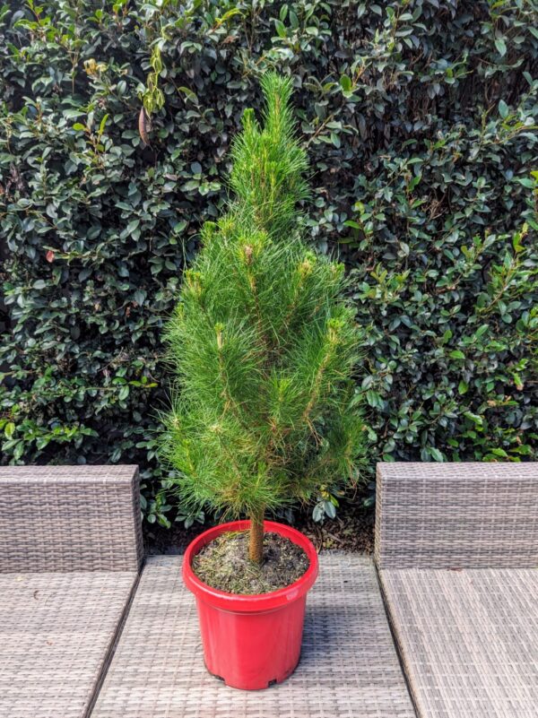 Potted Real Christmas Tree Melbourne