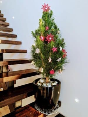 potted-real-Christmas-trees-Melbourne-delivered-decorated