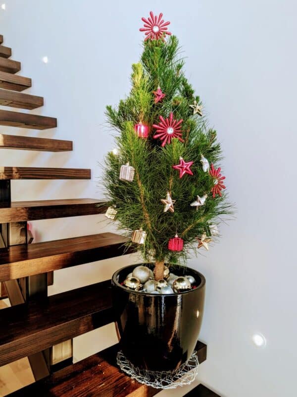 potted-real-Christmas-trees-Melbourne-delivered-decorated