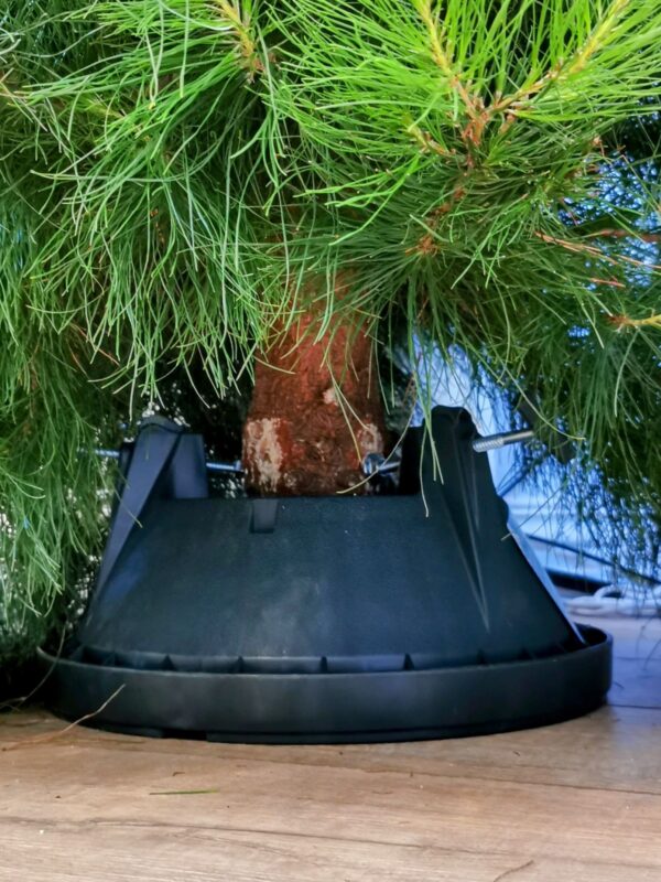 A real Christmas tree in a christmas tree stand called cinco
