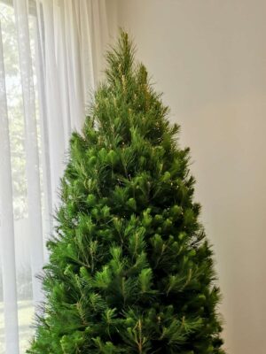 Real Christmas Tree 5 foot (1.5M)