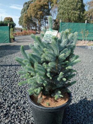 Colorado Blue spruce Christmas Tree in a potted in Melbourne