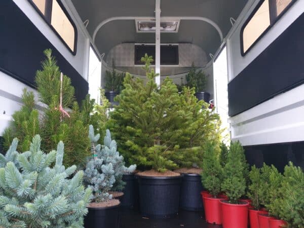 European Christmas Tree potted in Melbourne delivered