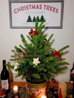 Potted Christmas Tree – Norway Spruce