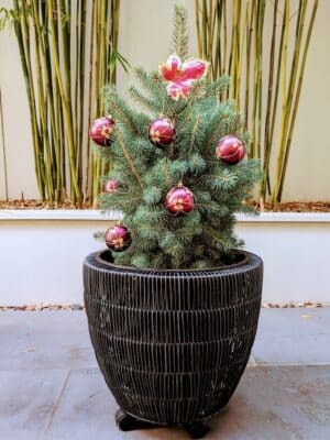 Potted Christmas Tree Colorado Blue Spruce Melbourne Delivery