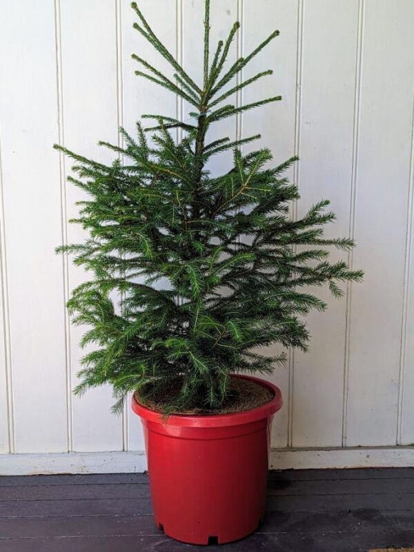 Potted Christmas Tree Norway Spruce Online