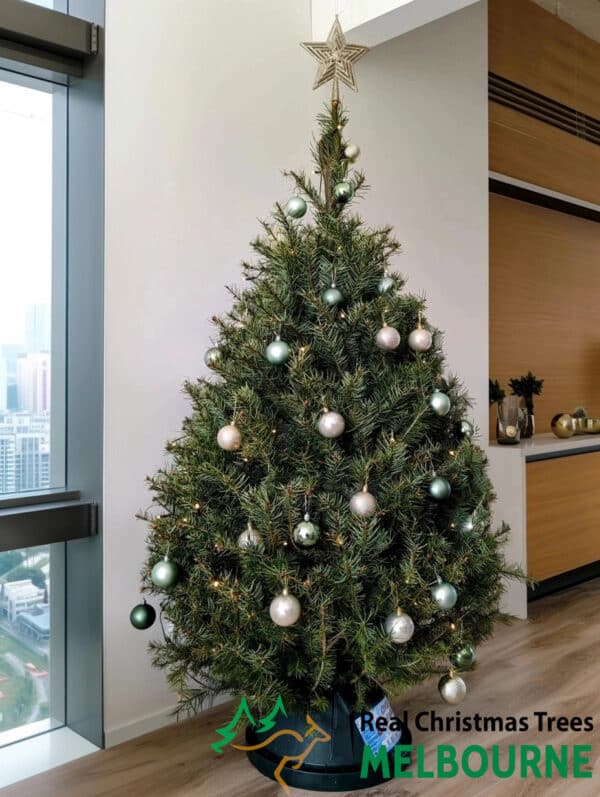 Real Christmas Tree Melbourne 6 foot European Christmas Tree Douglas Fir