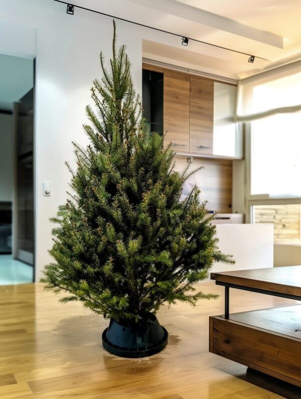 Real Christmas Trees Melbourne - European Christmas Tree 5 foot douglas fir