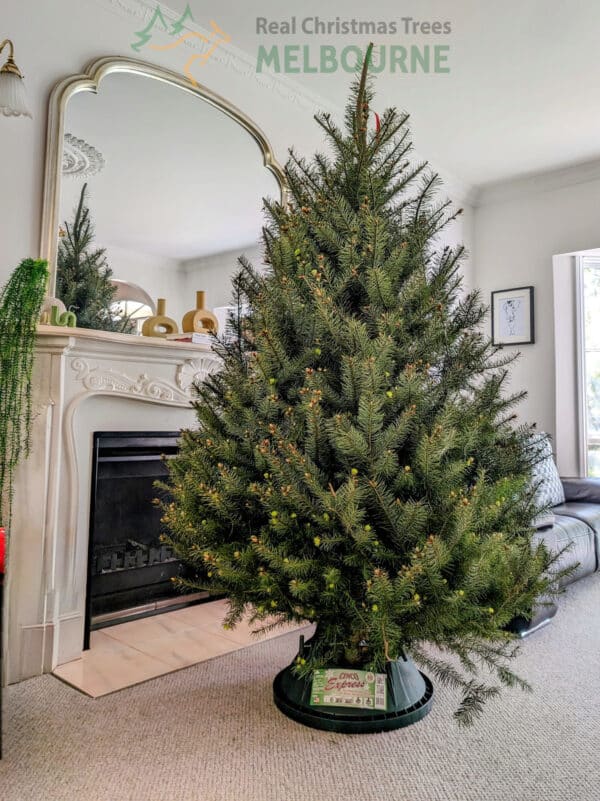 Real Christmas Trees Melbourne European Christmas Tree 7ft bare