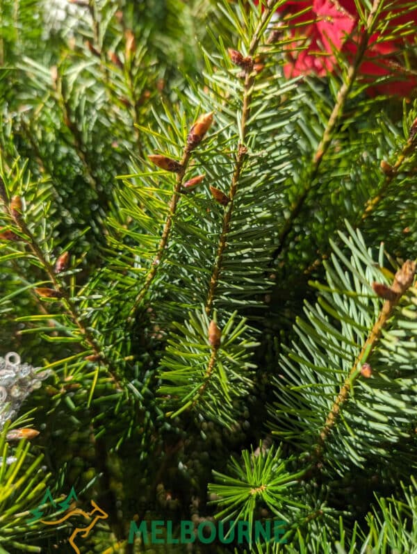 Real Christmas Trees Melbourne European Christmas Tree close up