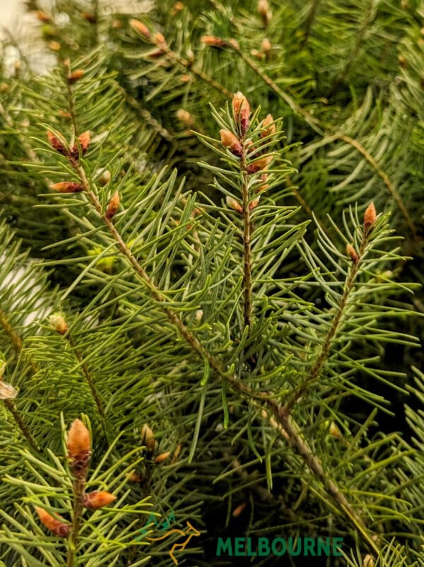 Real Christmas Trees Melbourne European Christmas Tree close up